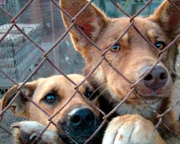 С 1 августа в Курске начнут отлавливать бездомных животных